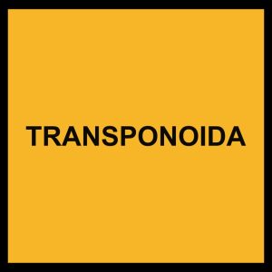 TRANSPONOIDA, VARO TAIDEJARGONIA! project by Kalle Lampela